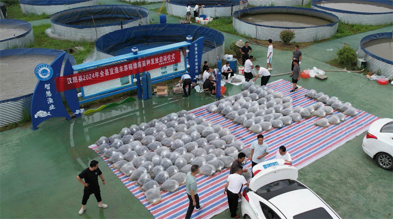 陜西漢陰集中發(fā)放20萬(wàn)尾魚(yú)苗 助力生態(tài)漁業(yè)發(fā)展